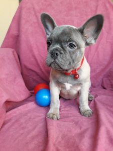 Francuski buldog štenci Slika 2 Francuski buldog štenci Slika 2