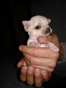 Mini čivave „Princess Chihuahua „ Slika 2 Mini čivave „Princess Chihuahua „ Slika 2