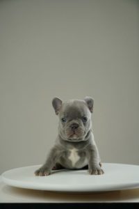 Francuski buldog štenci Slika 2 Francuski buldog štenci Slika 2
