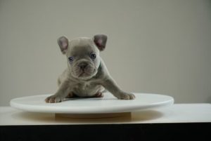Francuski buldog štenci Slika 4 Francuski buldog štenci Slika 4