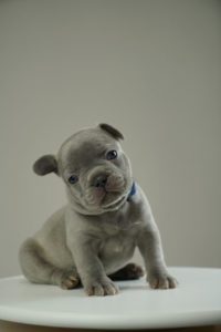 Francuski buldog štenci Slika 6 Francuski buldog štenci Slika 6