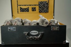 Francuski buldog štenci Slika 7 Francuski buldog štenci Slika 7