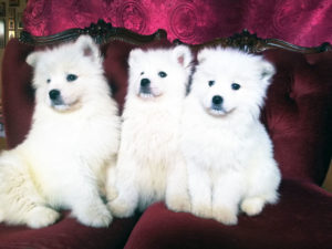 Samojed štenci Slika 3 Samojed štenci Slika 3