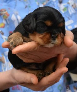 Cavalier king Charles spanijel Slika 4 Cavalier king Charles spanijel Slika 4
