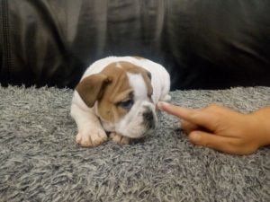 Engleski buldog zenkica Slika 3 Engleski buldog zenkica Slika 3