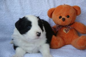 Border Collie štenci Slika 3 Border Collie štenci Slika 3