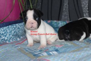 Francuski Buldog Slika 3 Francuski Buldog Slika 3