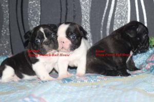 Francuski Buldog Slika 7 Francuski Buldog Slika 7