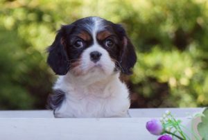 Cavalier king Charles spaniel štenci Slika 2 Cavalier king Charles spaniel štenci Slika 2