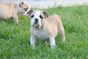 Engleski buldog Slika 1 Engleski buldog Slika 1