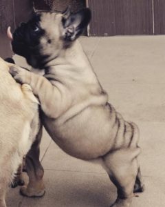 Francuski buldog Od Kuce Don Slika 7