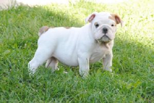 Engleski buldog Slika 7 Engleski buldog Slika 7