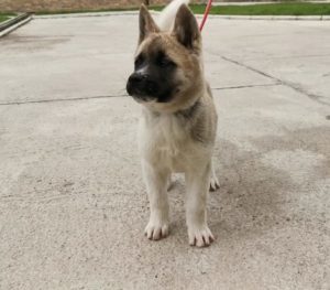 Američka akita štenci Slika 1 Američka akita štenci Slika 1