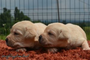 Stenci Labrador retrivera Slika 4 Stenci Labrador retrivera Slika 4