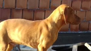 Kratkodlaka Madjarska Vižla, štenci Slika 7 Kratkodlaka Madjarska Vižla, štenci Slika 7