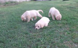 LABRADOR štenci vrhunskog porekla Slika 2