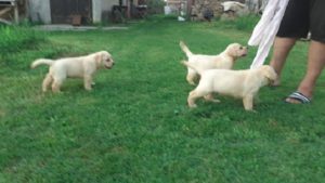 LABRADOR štenci vrhunskog porekla Slika 3