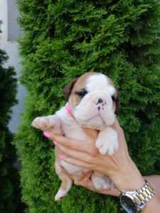 Engleski buldog štenci Slika 2 Engleski buldog štenci Slika 2