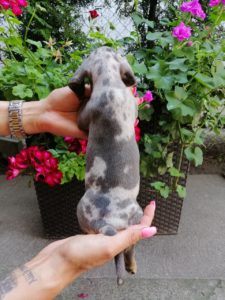 Jazavičar štenci EGZOTIČNE BOJE Slika 2 Jazavičar štenci EGZOTIČNE BOJE Slika 2
