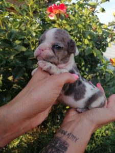 Francuski buldog štenci Slika 10 Francuski buldog štenci Slika 10