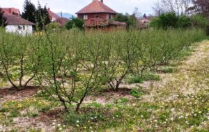 Sadnice lesnika Slika 4