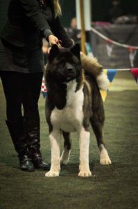 Američka Akita, štenci Slika 6 Američka Akita, štenci Slika 6