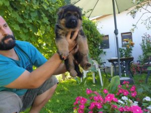 Nemački ovčar štenci Slika 6 Nemački ovčar štenci Slika 6
