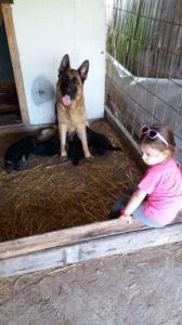 Nemački ovčar štenci Slika 10 Nemački ovčar štenci Slika 10