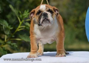 ENGLESKI BULDOG, fantasticno leglo Slika 4
