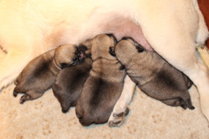 Mops & Francuski buldog štenci Slika 2 Mops & Francuski buldog štenci Slika 2