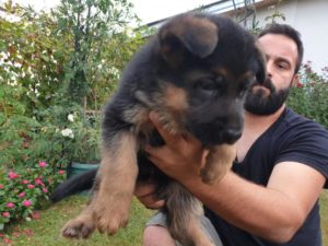 Nemački ovčar štenci Slika 3 Nemački ovčar štenci Slika 3