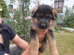 Nemački ovčar štenci Slika 7 Nemački ovčar štenci Slika 7