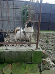 Muzjak i zenka pekinezera na prodaju Slika 1 Muzjak i zenka pekinezera na prodaju Slika 1