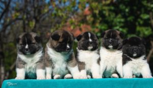 Americka akita Slika 3 Americka akita Slika 3