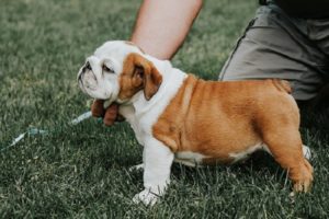 Engleski Buldog, spreman za parenje Slika 4