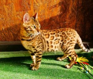 Bengalsko muško mače Slika 1 Bengalsko muško mače Slika 1