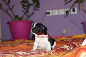 Francuski buldog Slika 3 Francuski buldog Slika 3