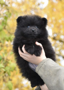 Pomeranac-Nemački Patuljasti Špic Slika 1 Pomeranac-Nemački Patuljasti Špic Slika 1