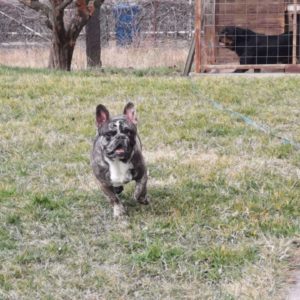 Merle francuski buldog slobodan za parenje Slika 1 Merle francuski buldog slobodan za parenje Slika 1