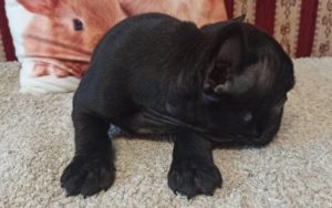 Francuski buldog Slika 2 Francuski buldog Slika 2