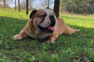 Engleski buldog za parenje Slika 4 Engleski buldog za parenje Slika 4