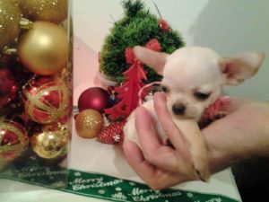 Mini civave “ Princess Chihuahua Kennel „ Slika 3