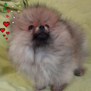 Pomeranac BOO Slika 7 Pomeranac BOO Slika 7