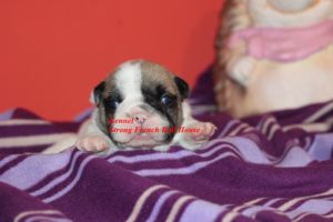 Francuski buldog Slika 1 Francuski buldog Slika 1