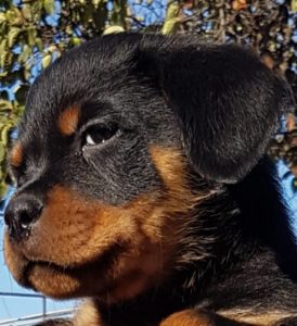 Rotvajler štenci Slika 2 Rotvajler štenci Slika 2