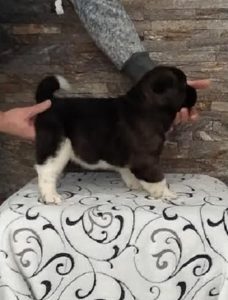 Američka Akita Slika 9