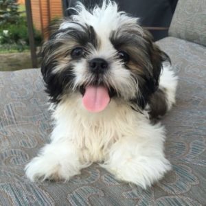 ljubeći Shih tzu spremnog za usvajanje. Slika 2 ljubeći Shih tzu spremnog za usvajanje. Slika 2