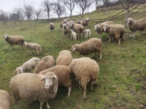 Stado ovaca na prodaju Slika 1 Stado ovaca na prodaju Slika 1