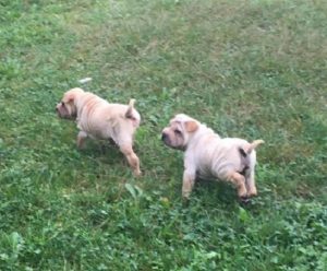 Šar pej (Shar pei) štenci Slika 5
