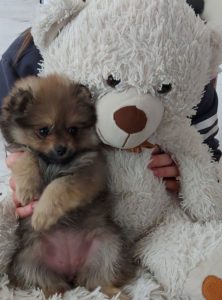 Pomeranac štene Slika 2 Pomeranac štene Slika 2